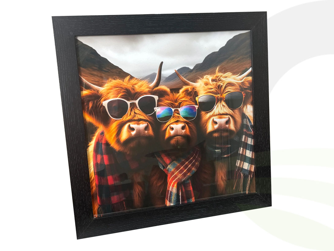 Highland Cow Selfie